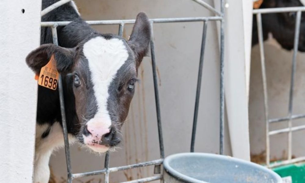 Didėjantis ES gyvūninių antimikrobinių medžiagų pardavimas kelia susirūpinimą