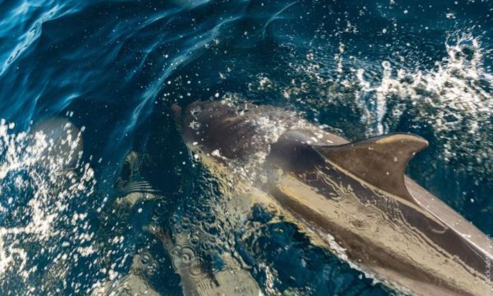 Draudimas žvejoti Biskajos įlankoje delfinų apsaugai pratęstas iki 2026 m. žiemos