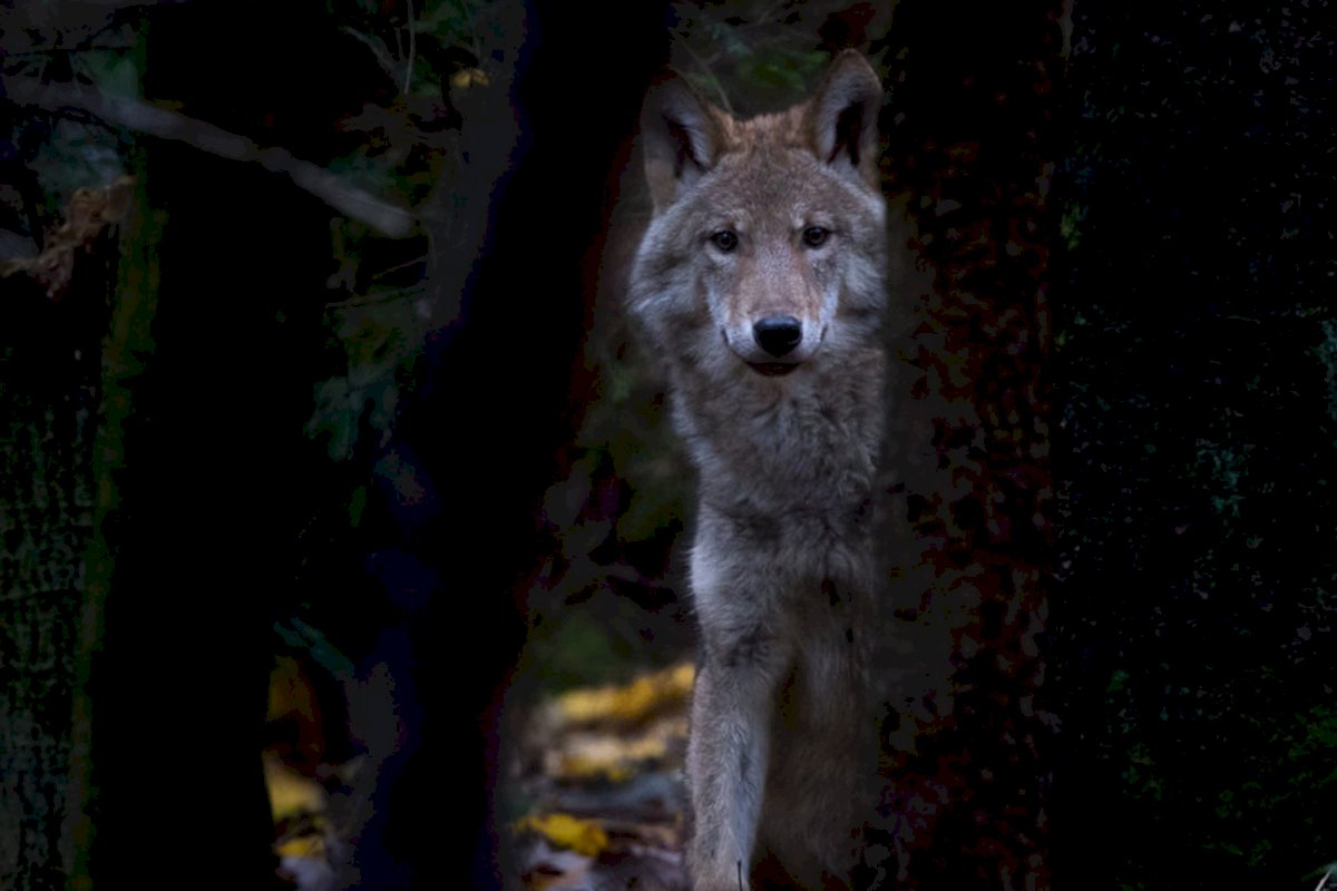 Ekspertų įžvalgos apie medžiojamų gyvūnų padarytos žalos atlyginimo naujoves