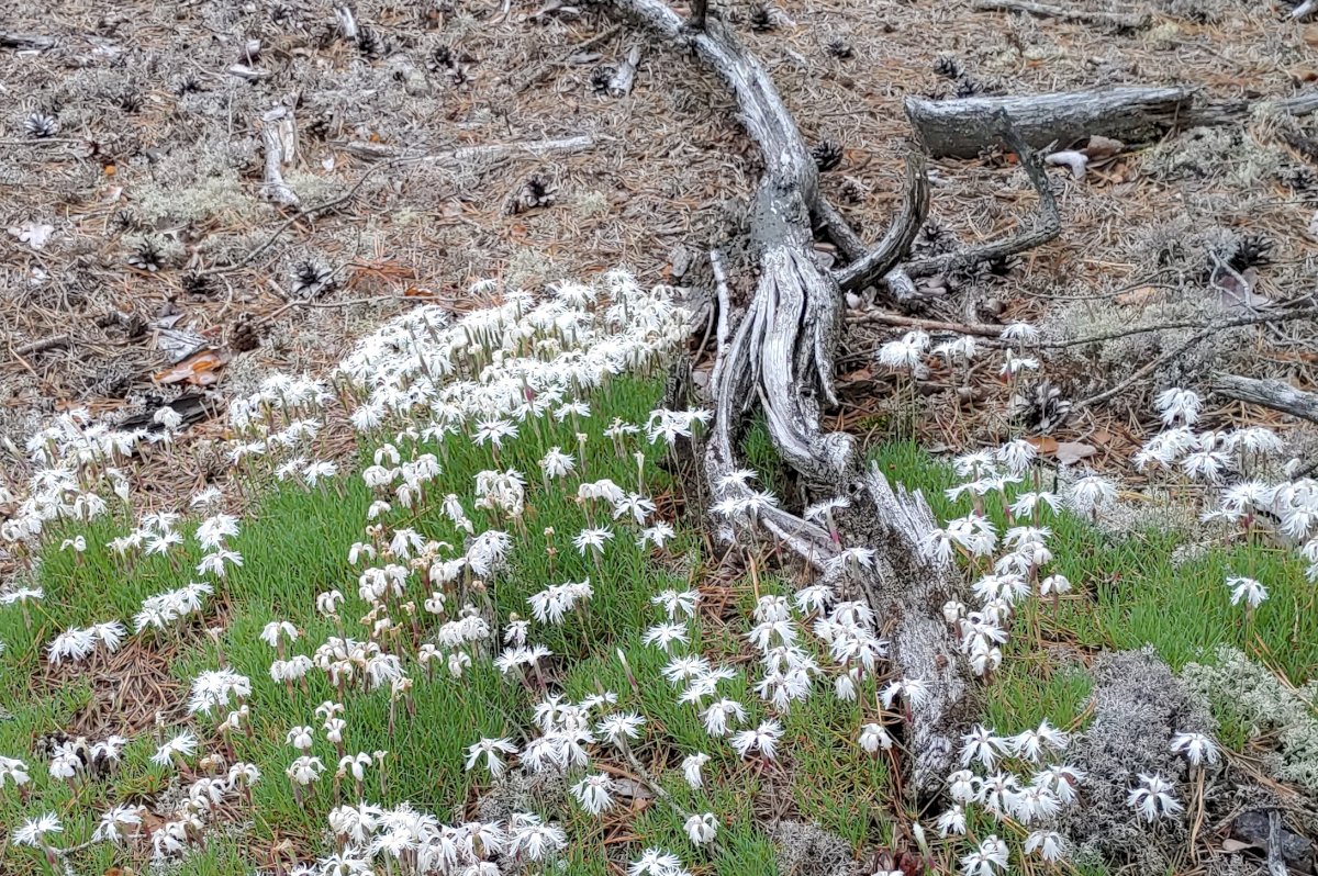 Norint Išsaugoti retas rūšis bus didinamas draustinio plotas