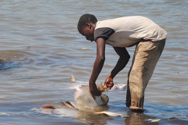 Kaip vaikų darbas išlieka Zanzibaro mėlynojoje ekonomikoje – pasaulinės problemos
