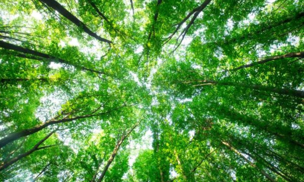 Komisija į Europos strateginius aplinkos ir klimato projektus investuoja daugiau nei 103 mln